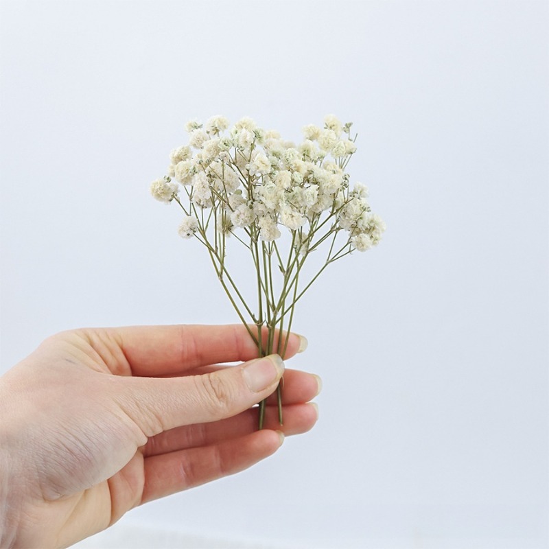 50pcs Natural Dried Gypsophila - Florist Supply Vases review and price